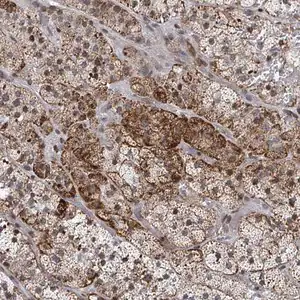 Merck Anti-FNDC4 antibody produced in rabbit