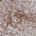 Merck Anti-FNDC4 antibody produced in rabbit
