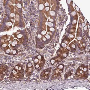 Merck Anti-PAFAH1B2 antibody produced in rabbit