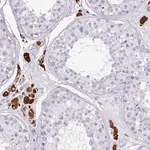Merck Anti-SLC35G2 antibody produced in rabbit