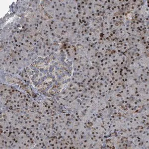 Merck Anti-COL20A1 antibody produced in rabbit