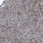 Merck Anti-COL20A1 antibody produced in rabbit