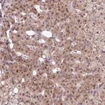 Merck Anti-RPP25L antibody produced in rabbit