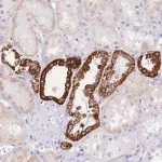 Merck Anti-NKD2 antibody produced in rabbit