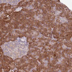 Merck Anti-DAND5 antibody produced in rabbit