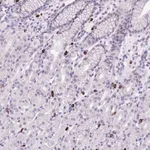Merck Anti-BHMG1 antibody produced in rabbit
