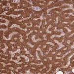 Merck Anti-COQ5 antibody produced in rabbit