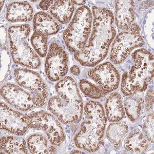 Merck Anti-INTS2 antibody produced in rabbit
