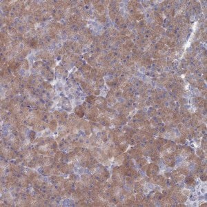 Merck Anti-TMEM128 antibody produced in rabbit