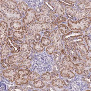 Merck Anti-EMC8 antibody produced in rabbit