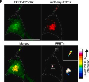 Merck Anti-CATIP antibody produced in rabbit