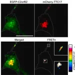 Merck Anti-CATIP antibody produced in rabbit