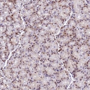 Merck Anti-COPS9 antibody produced in rabbit