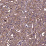 Merck Anti-OPA3 antibody produced in rabbit