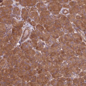 Merck Anti-DCTN3 antibody produced in rabbit