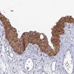 Merck Anti-THAP4 antibody produced in rabbit