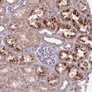 Merck Anti-CEACAM16 antibody produced in rabbit