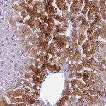 Merck Anti-NINJ1 antibody produced in rabbit