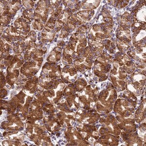 Merck Anti-EEF1D antibody produced in rabbit