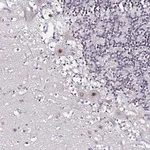 Merck Anti-ACTL6B antibody produced in rabbit