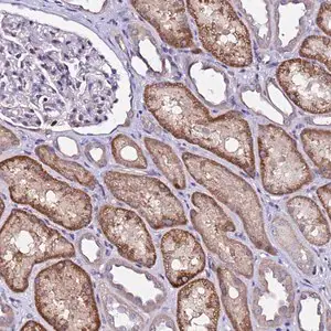 Merck Anti-ALG3 antibody produced in rabbit