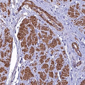 Merck Anti-FADS3 antibody produced in rabbit