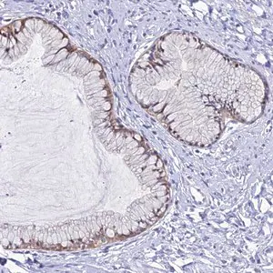 Merck Anti-ZMIZ1 antibody produced in rabbit