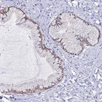 Merck Anti-ZMIZ1 antibody produced in rabbit