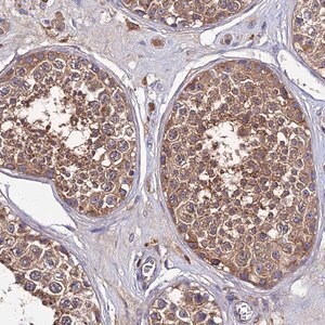 Merck Anti-C2orf69 antibody produced in rabbit