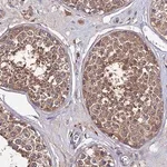 Merck Anti-C2orf69 antibody produced in rabbit