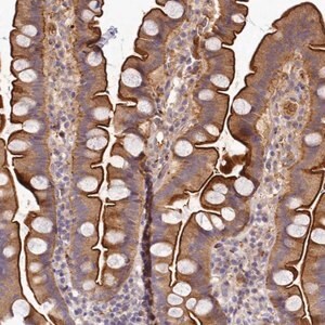 Merck Anti-TMEM74B antibody produced in rabbit