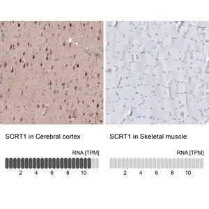 Merck Anti-SCRT1 antibody produced in rabbit
