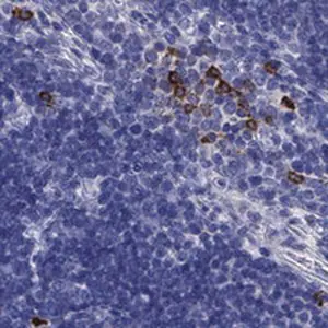 Merck Anti-IL17REL antibody produced in rabbit