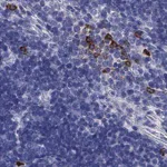 Merck Anti-IL17REL antibody produced in rabbit