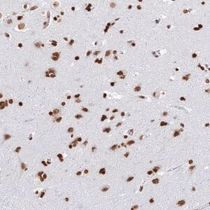 Merck Anti-GBP3 antibody produced in rabbit