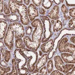 Merck Anti-OR8S1 antibody produced in rabbit