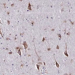 Merck Anti-CERS1 antibody produced in rabbit