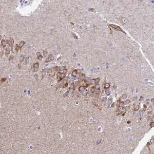 Merck Anti-OR52E2 antibody produced in rabbit