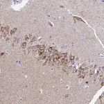 Merck Anti-OR52E2 antibody produced in rabbit