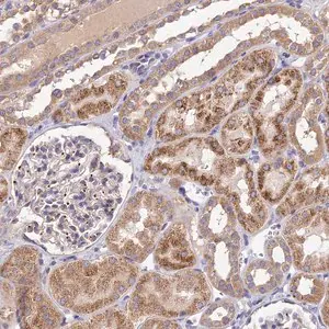 Merck Anti-SDHD antibody produced in rabbit