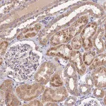 Merck Anti-SDHD antibody produced in rabbit