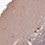 Merck Anti-UTP11 antibody produced in rabbit