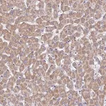 Merck Anti-TYW5 antibody produced in rabbit
