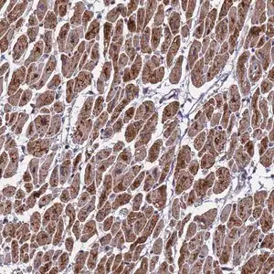 Merck Anti-CMC4 antibody produced in rabbit