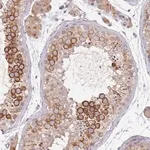 Merck Anti-NMUR2 antibody produced in rabbit