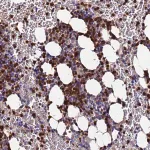 Merck Anti-TUBAL3 antibody produced in rabbit