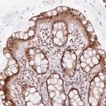Merck Anti-LGALSL antibody produced in rabbit