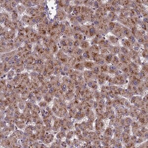 Merck Anti-NSUN6 antibody produced in rabbit