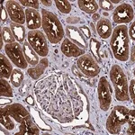 Merck Anti-GSTCD antibody produced in rabbit