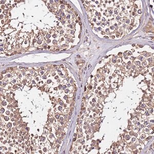 Merck Anti-LRRIQ1 antibody produced in rabbit